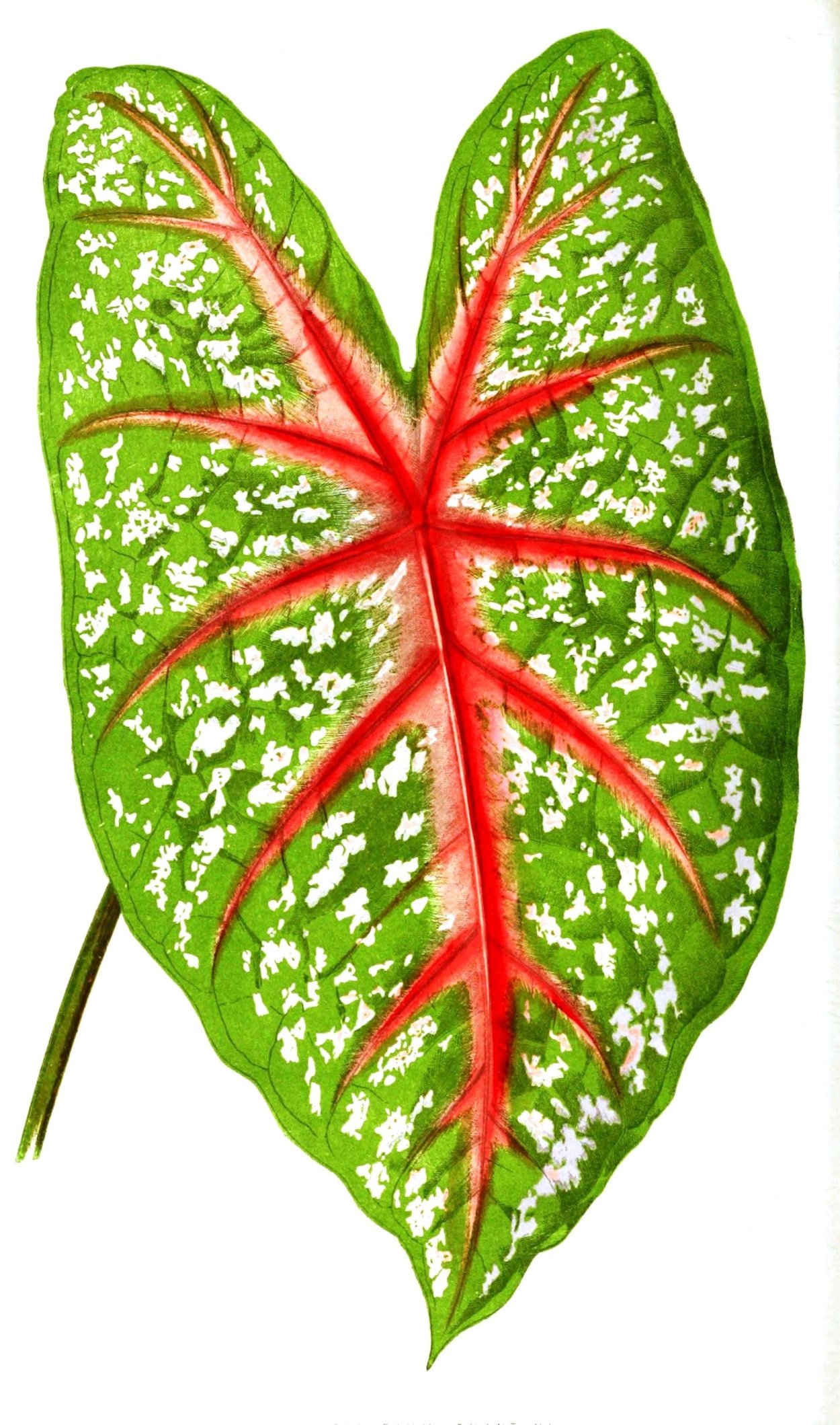 Каладиум двухцветный