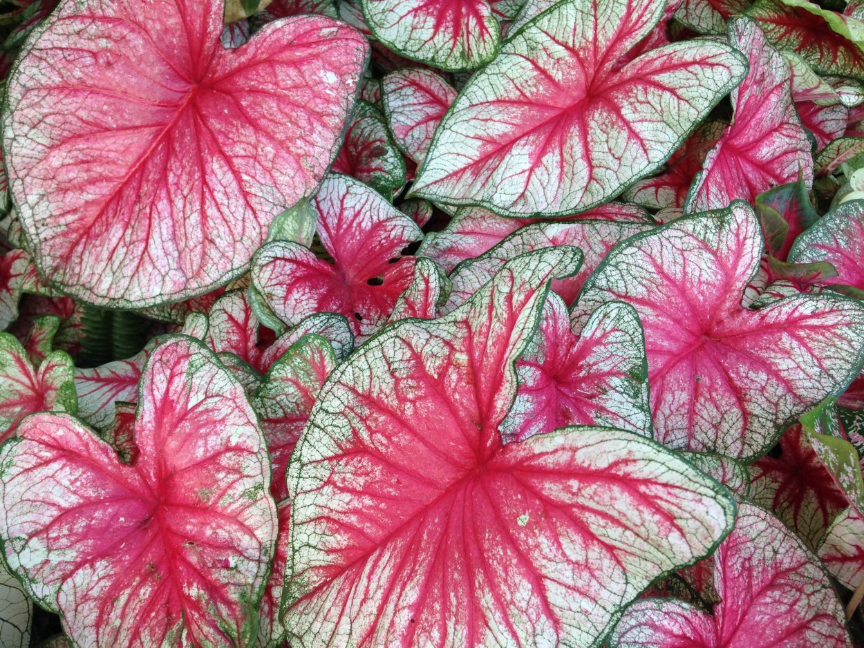 Caladium seguinum растение