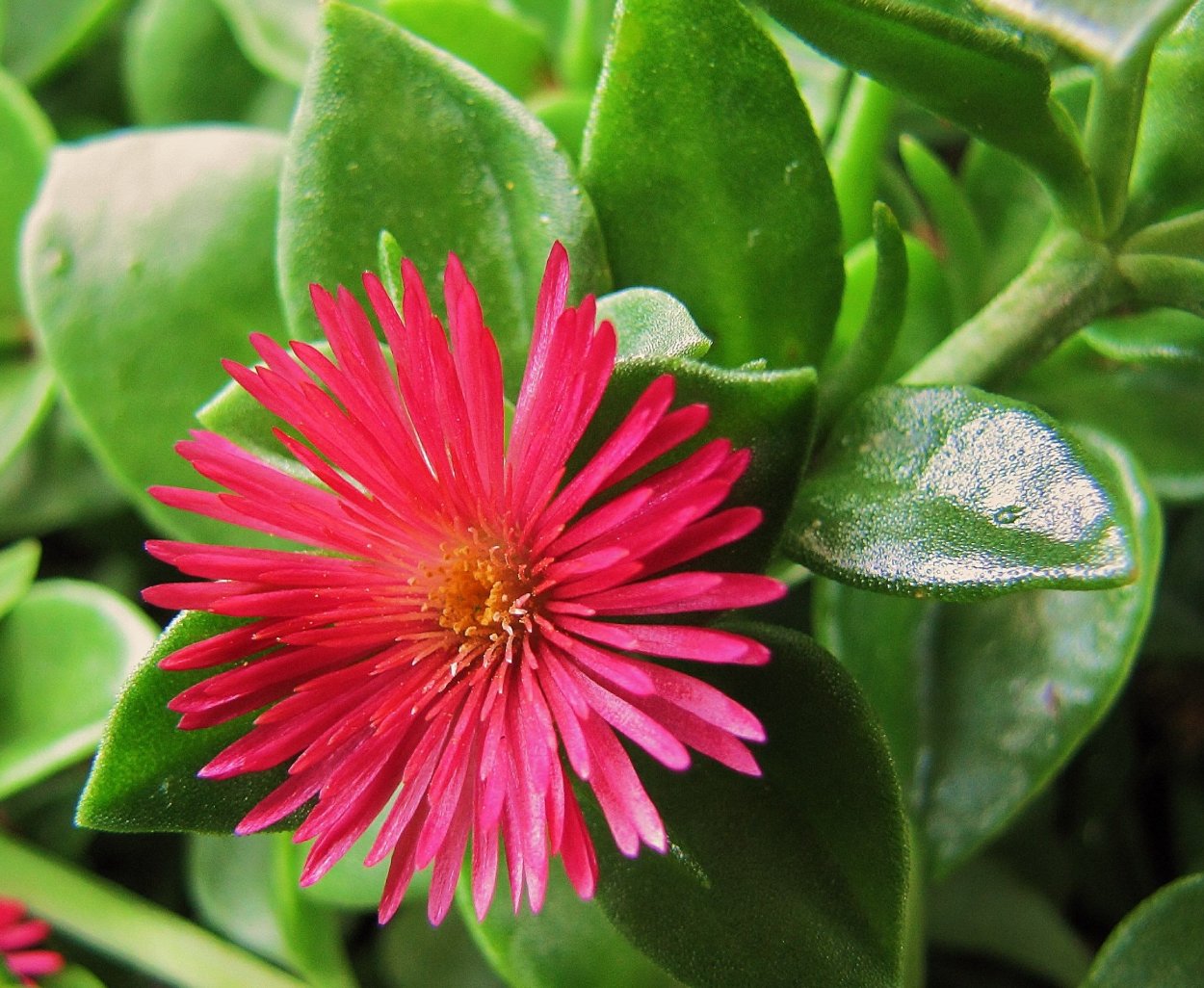 Суккулент аптения