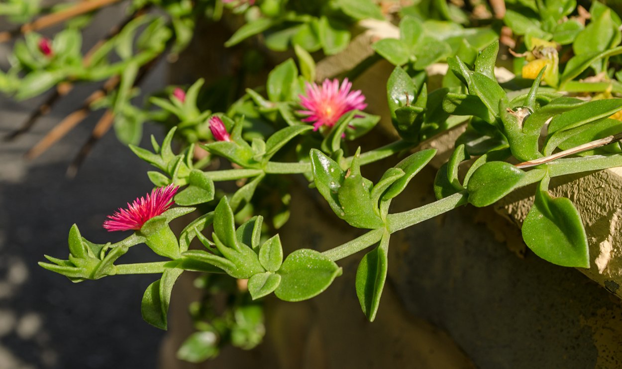 Суккулент Пахифитум Компактум