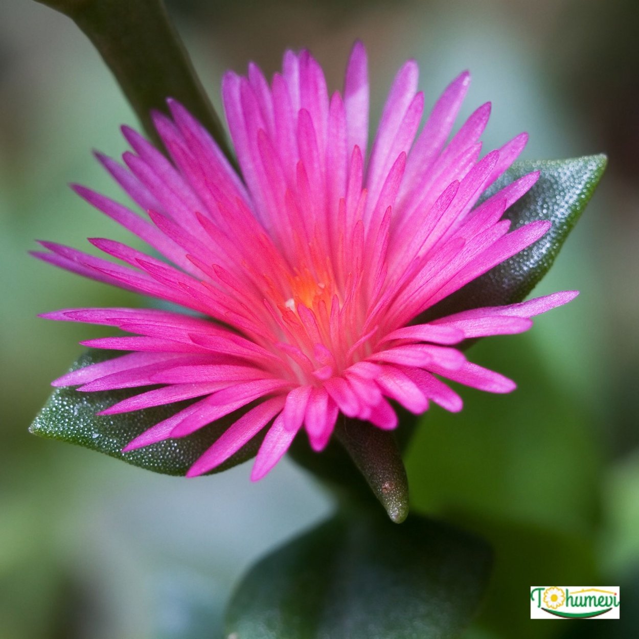 Аптения ланцетовидная