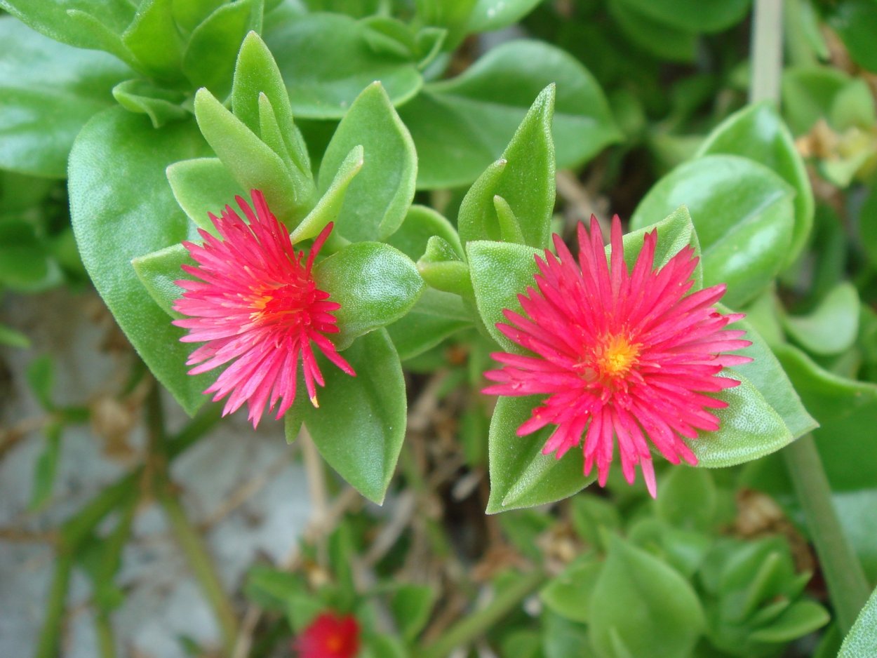 Аптения кордифолия