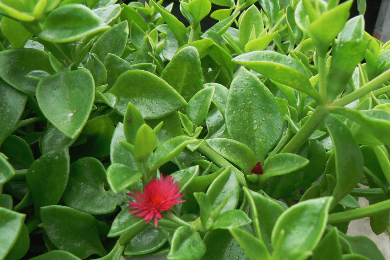 Аптения хакелиана