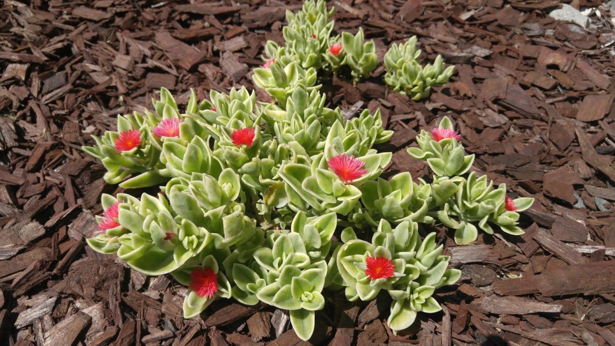 Мезембриантемум сердцелистный