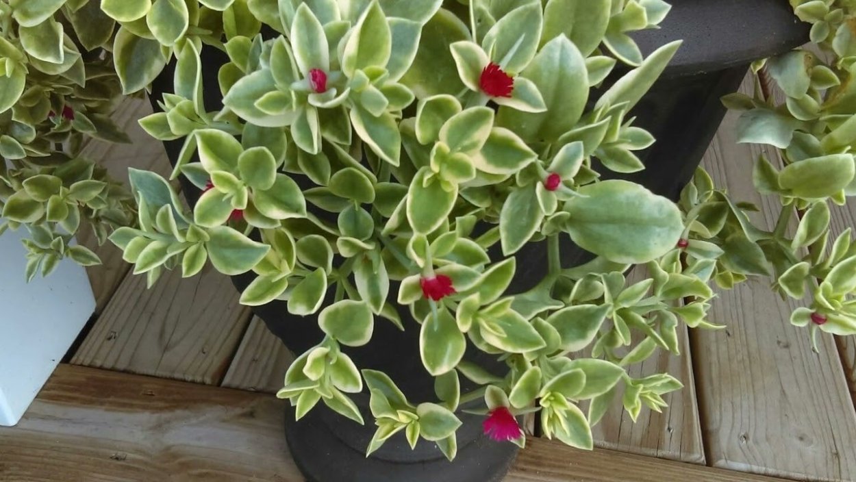 Аптения сердцелистная