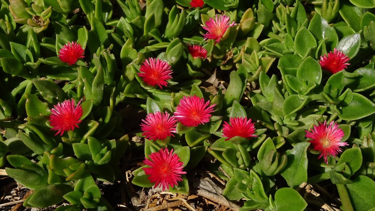 Аптения сердцелистная