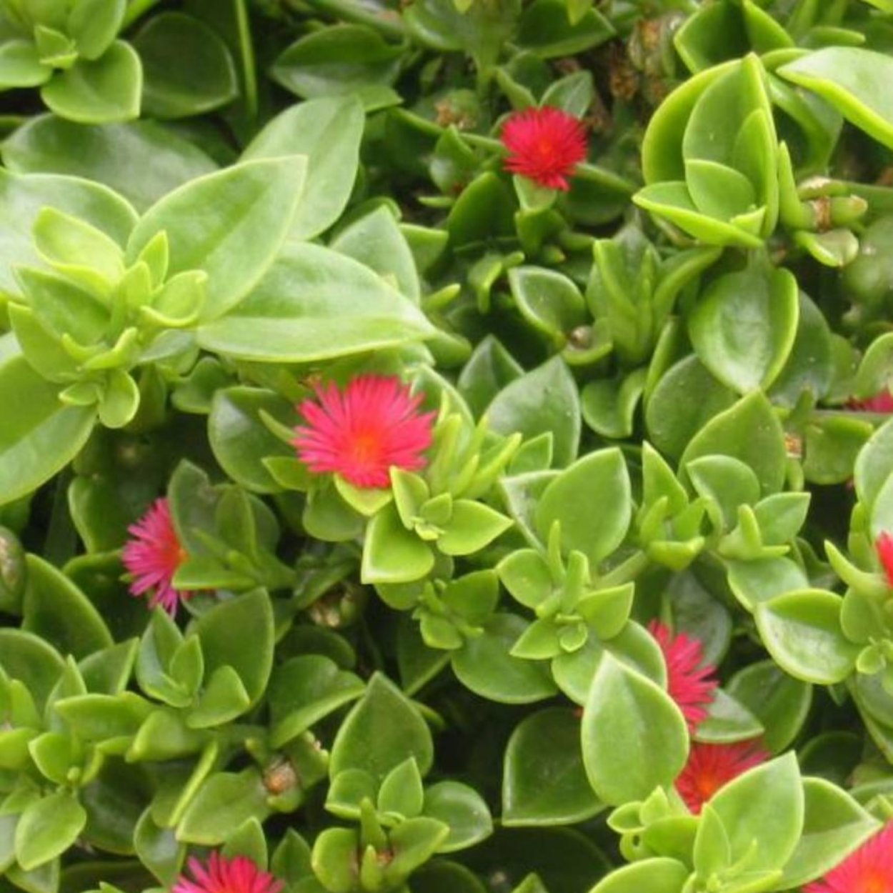 Аптения кордифолия цветок