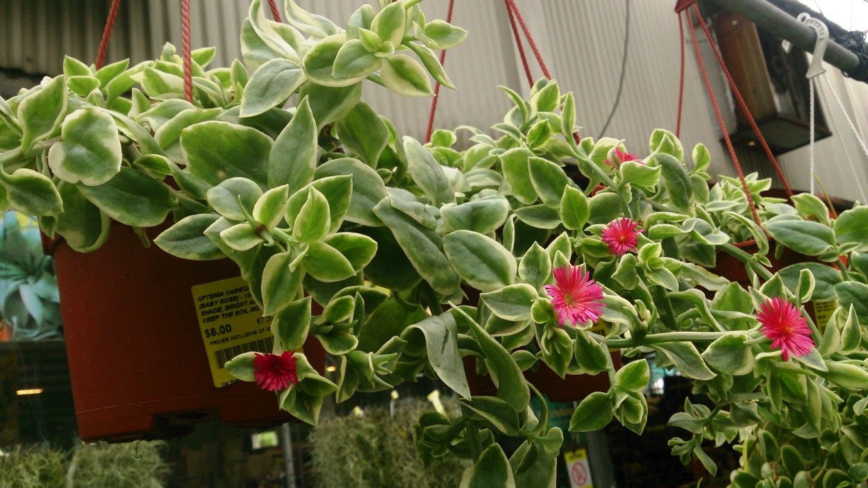 Аптения кордифолия