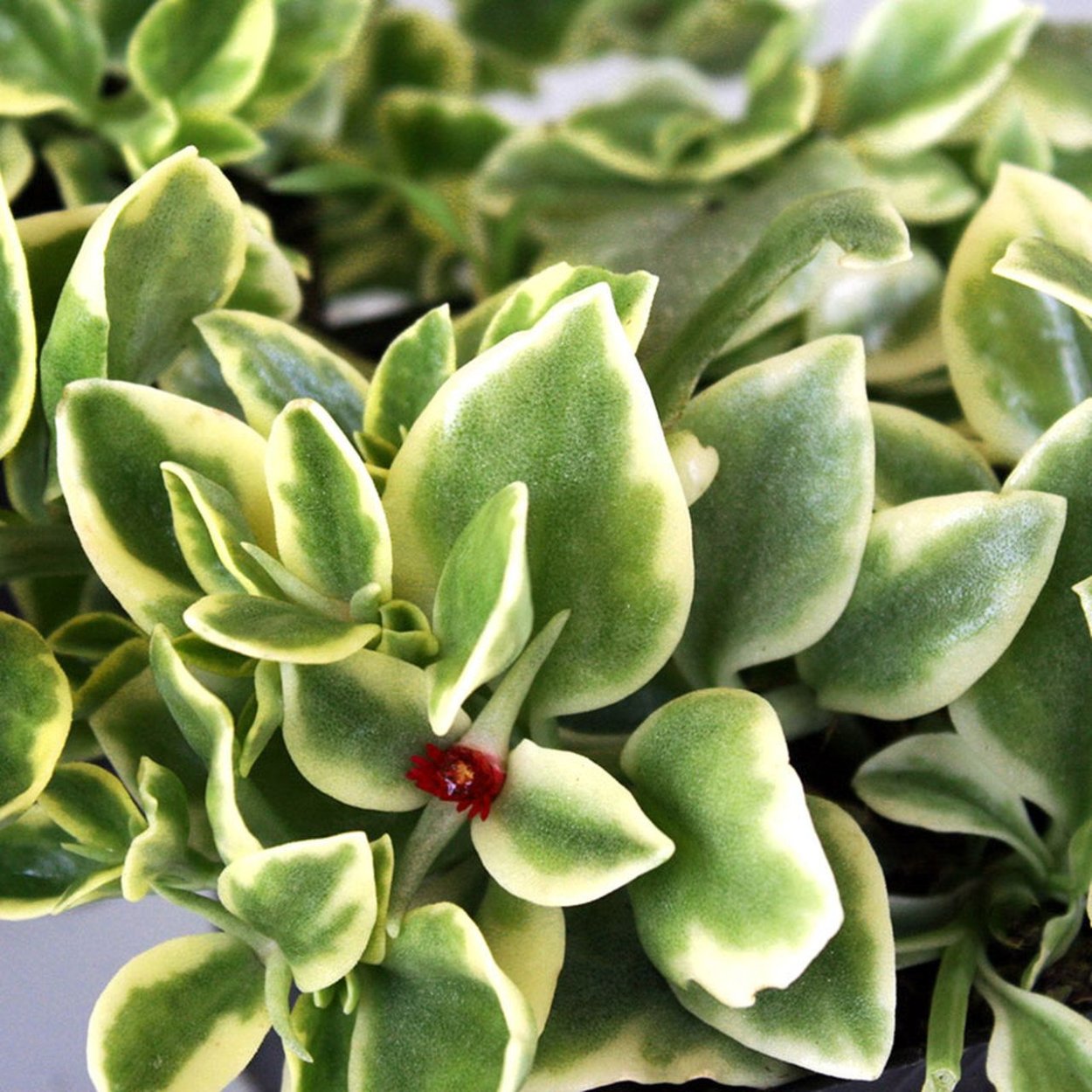 Суккулент аптения