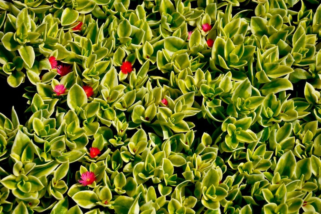 Ампельный суккулент аптения