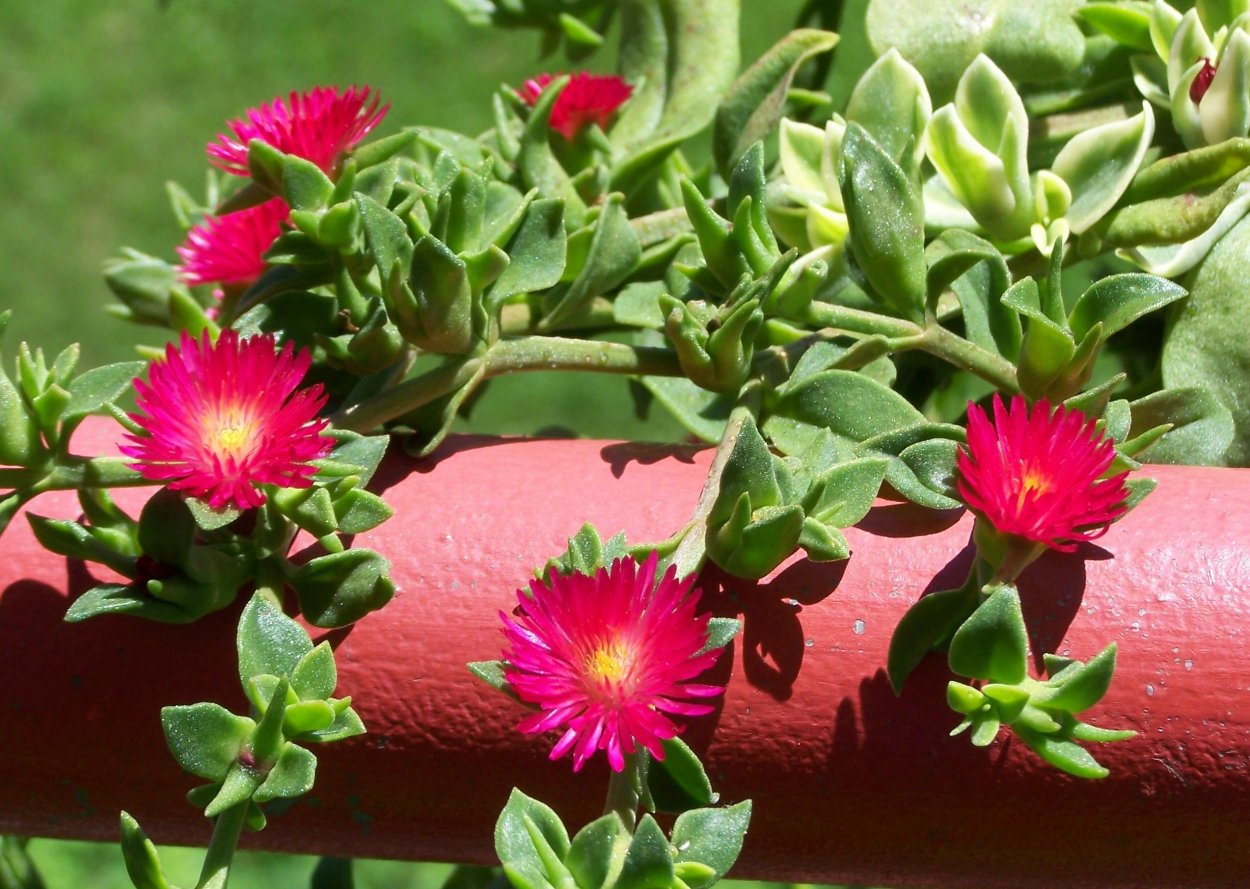 Суккулент аптения