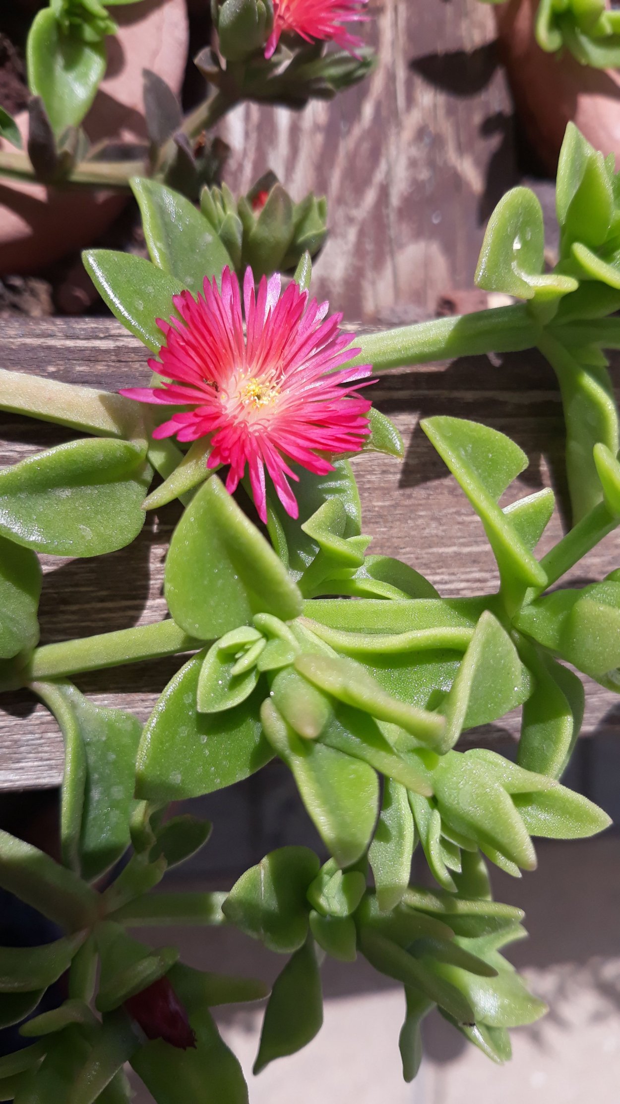 Аптения пестролистная