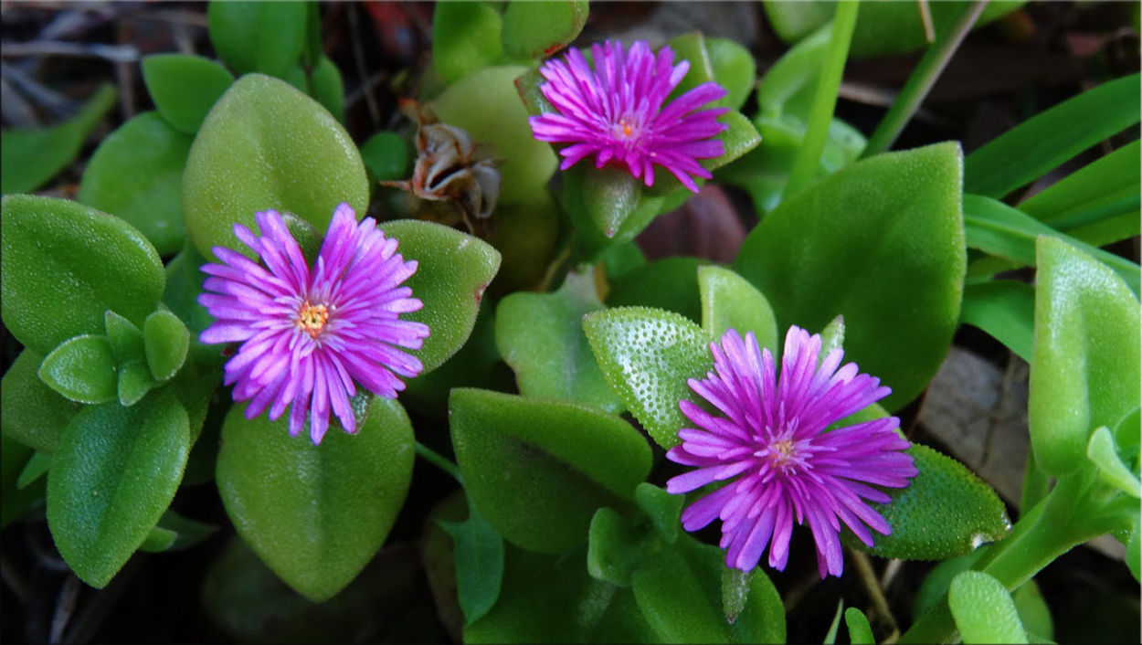 Аптения цветок