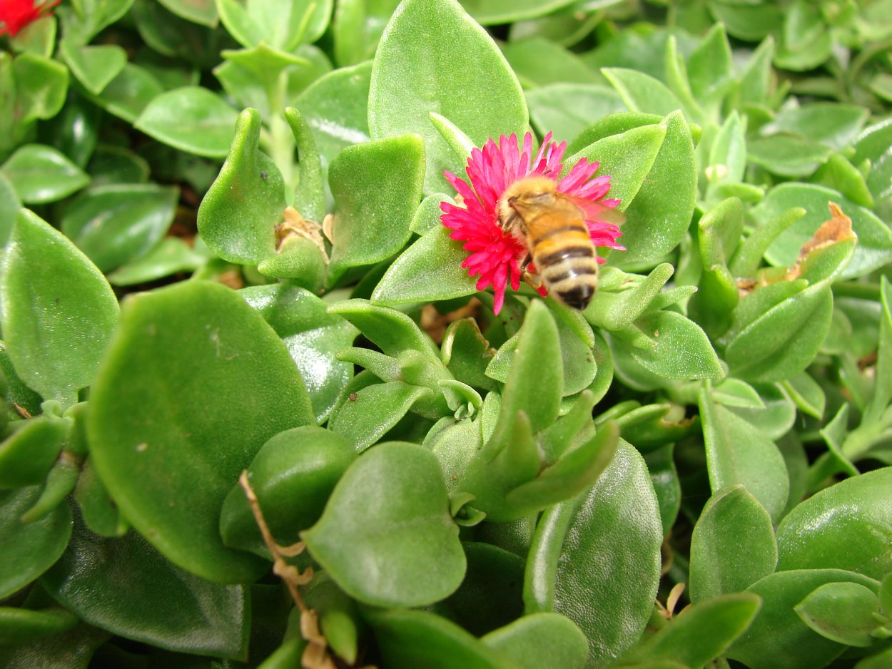 Аптения с какими цветами сочетать в композиции