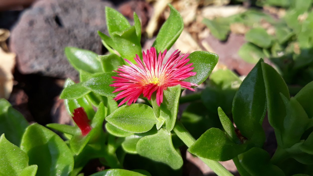 Аптения Кипр