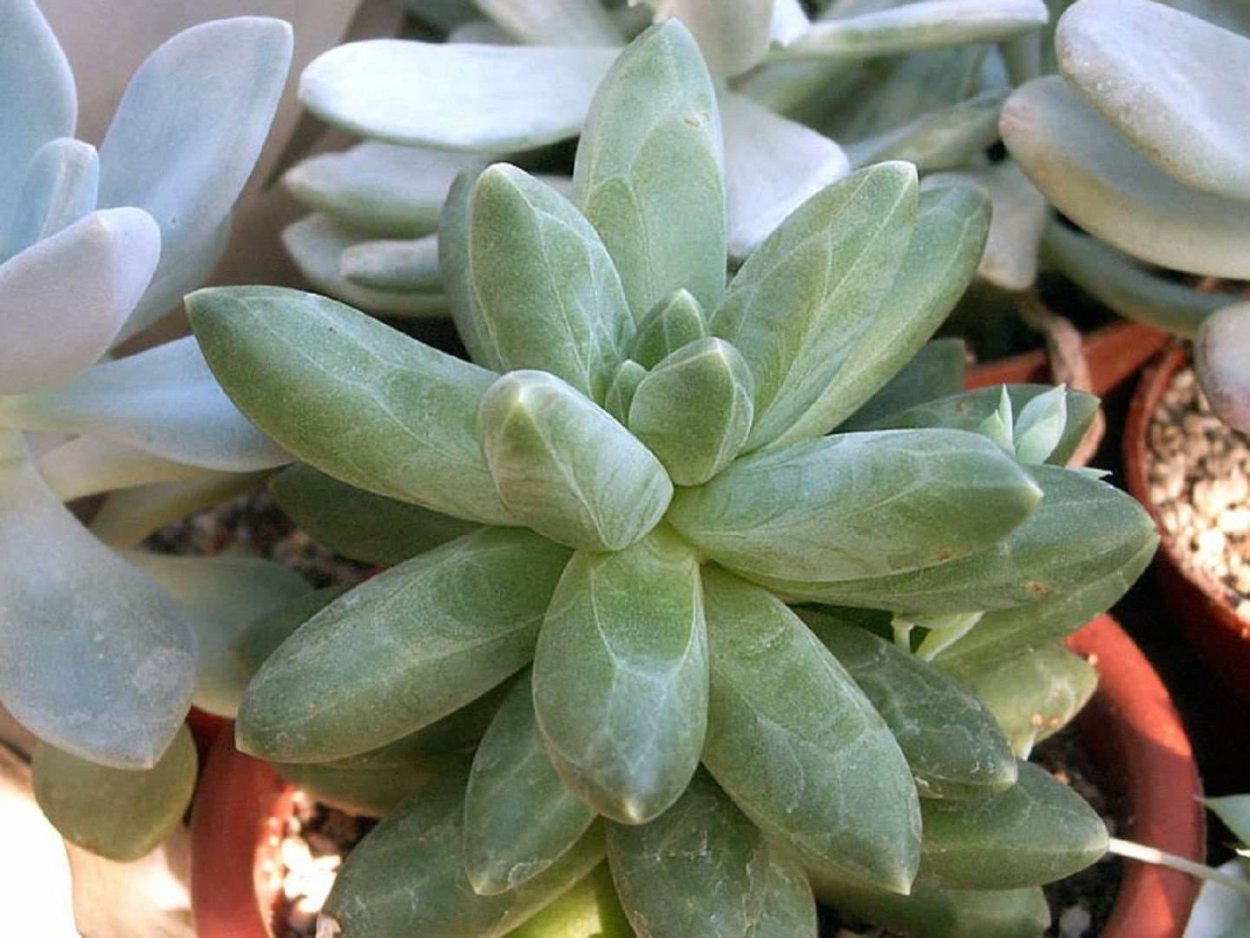 Аптения ланцетовидная