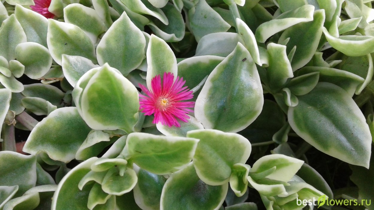 Аптения вариегатная