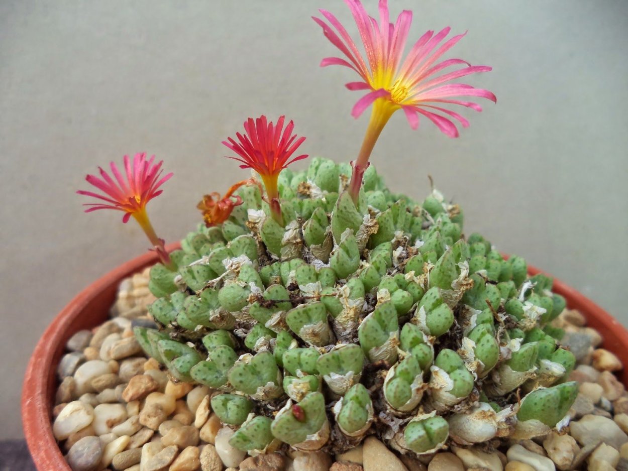 Аптения haeckeliana