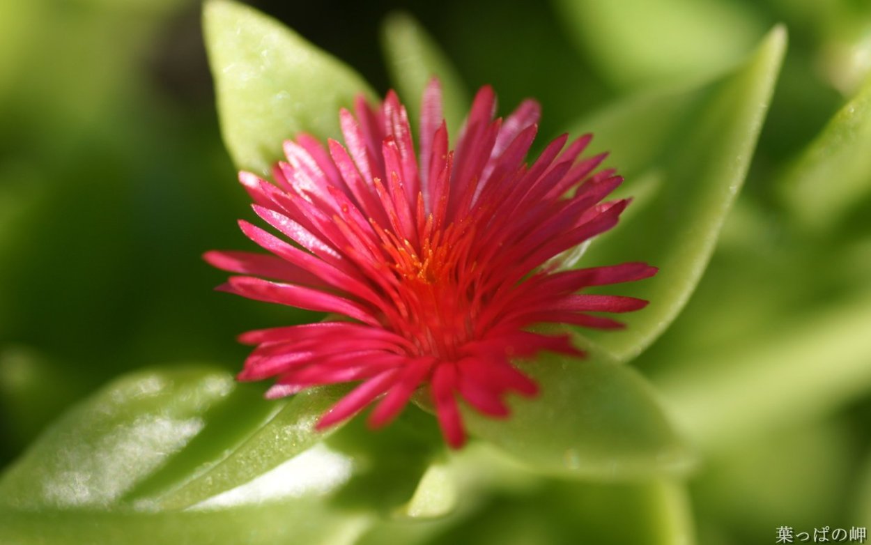 Аптения ланцетовидная