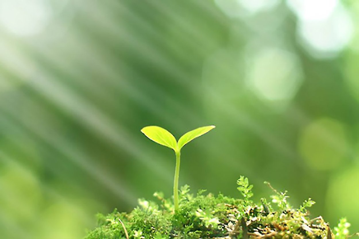 Зеленый Росток