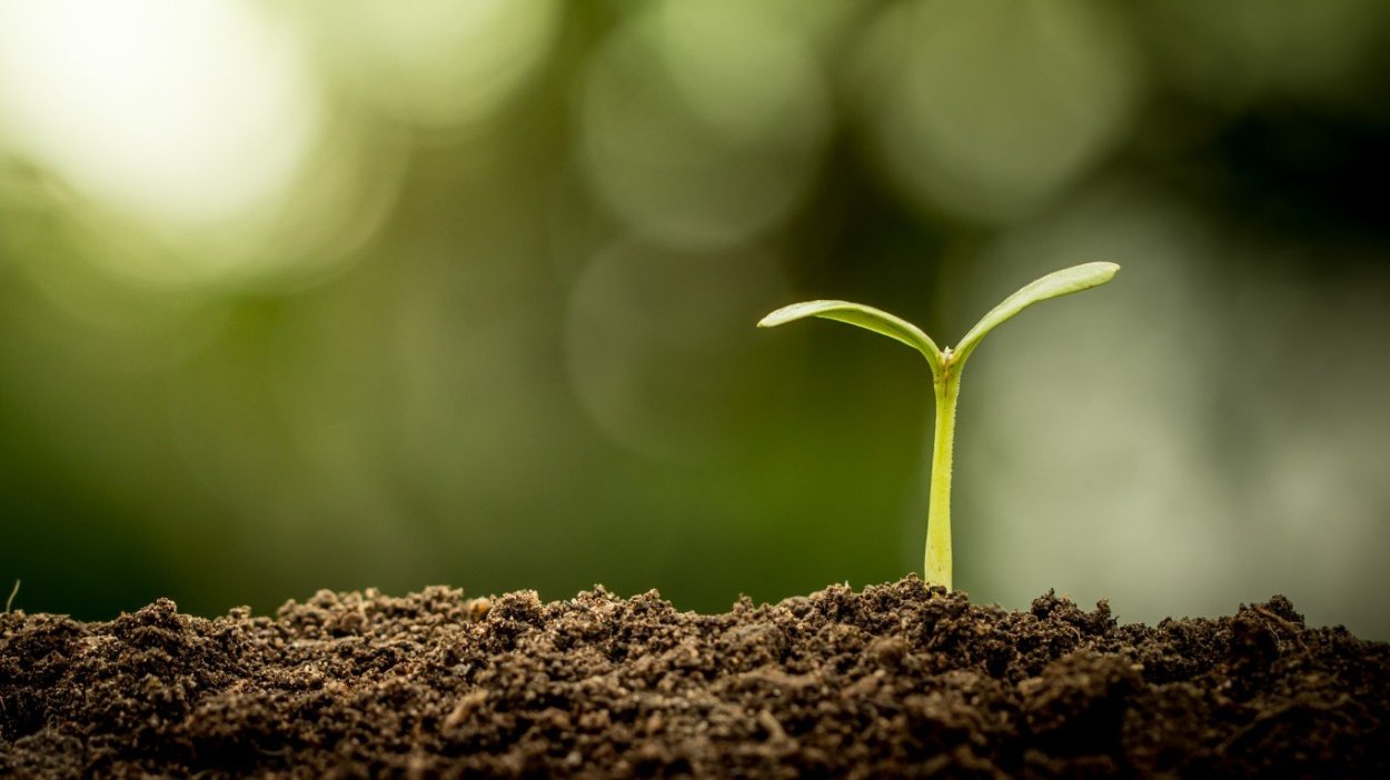 Росток в земле