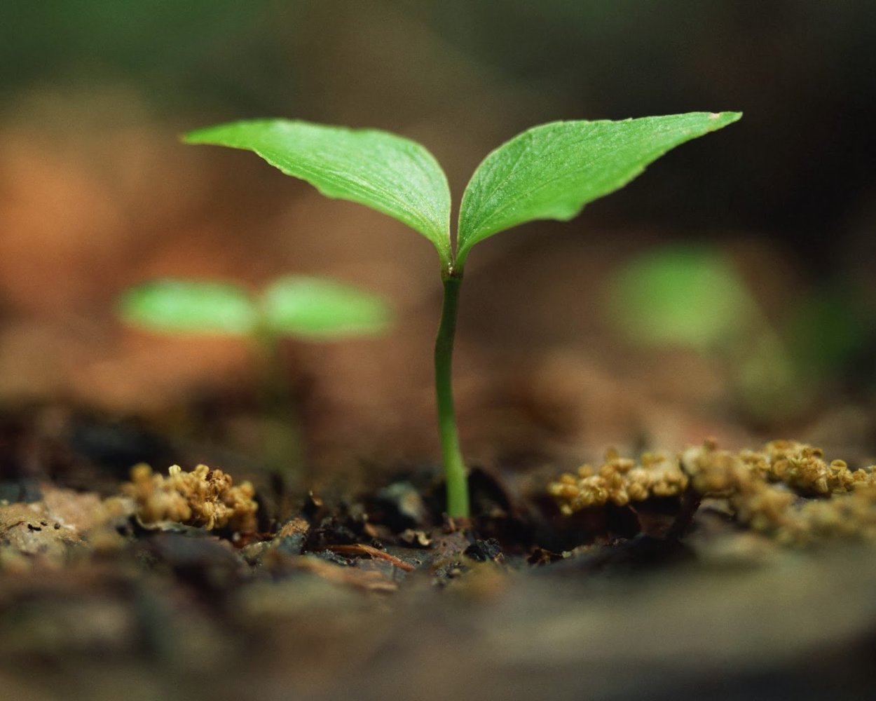 Росток плодоносный Иосиф