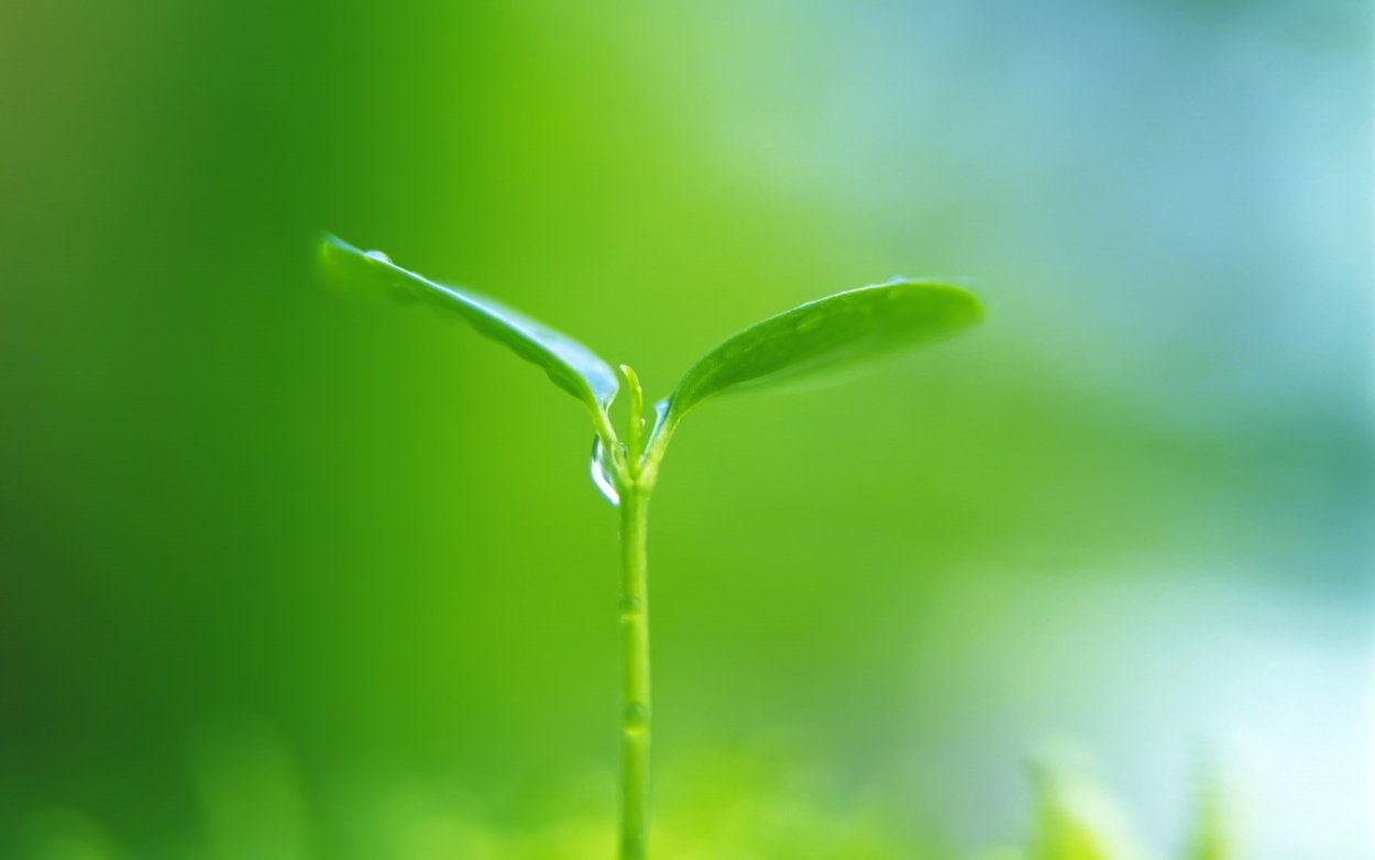 Зелёный маленький Росток