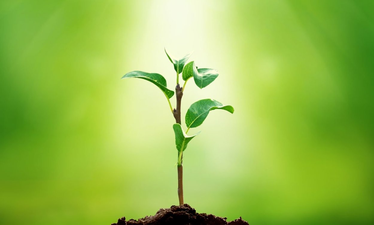 Росток растения