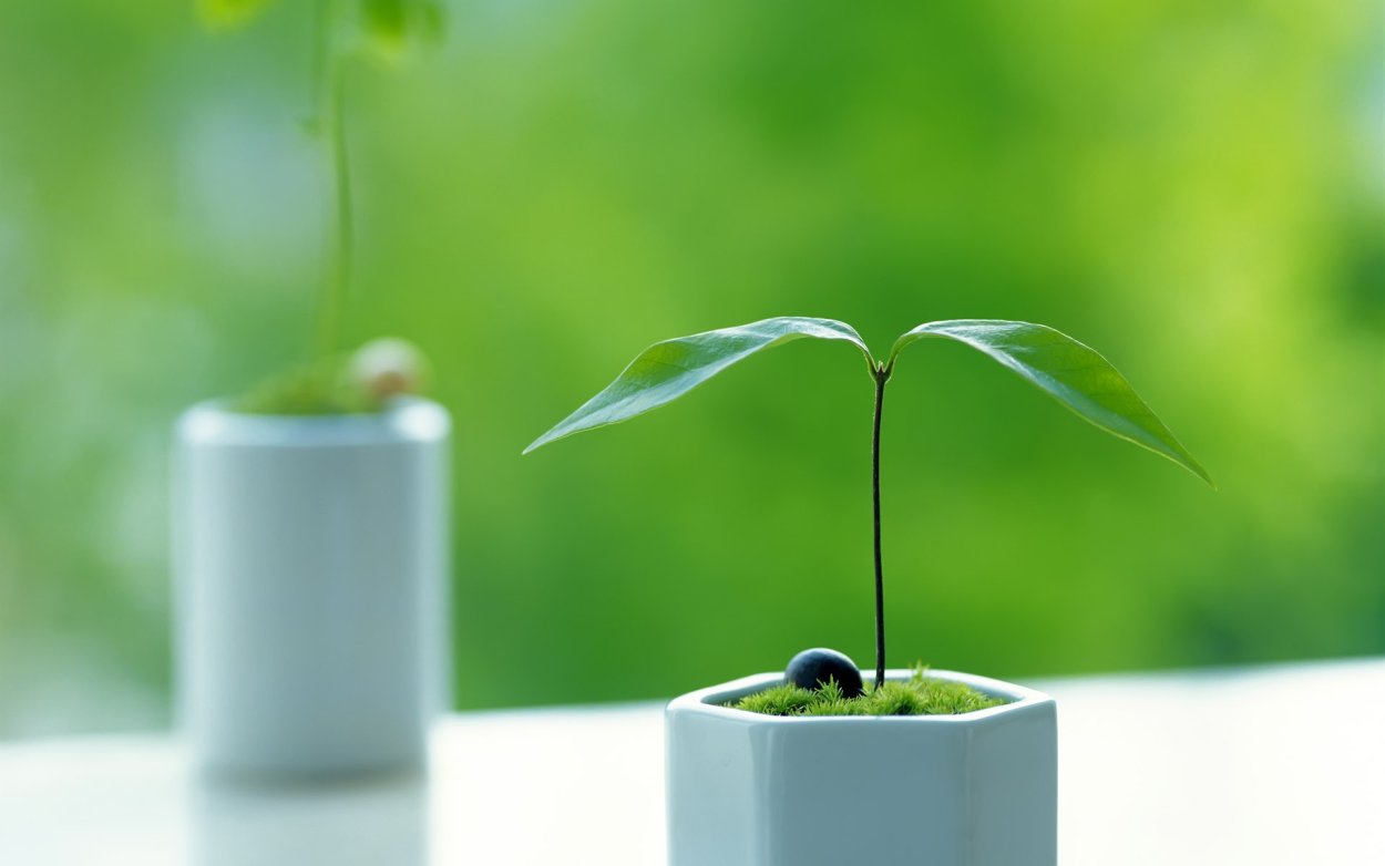 Росток в горшке