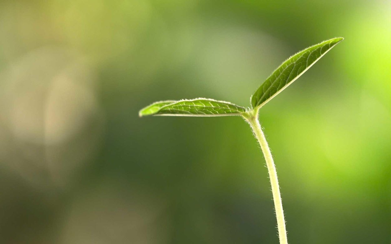 Зеленый Росток