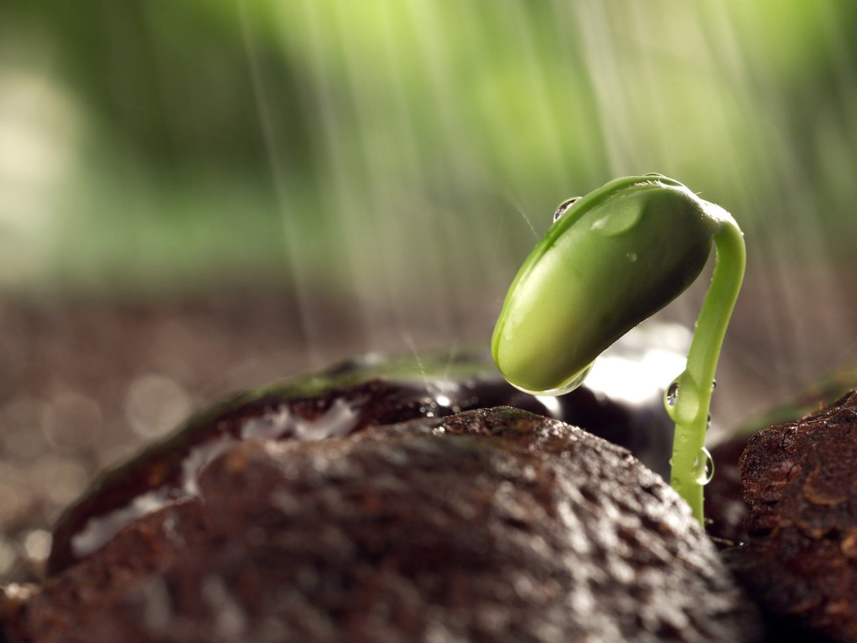 Росток проклюнулся
