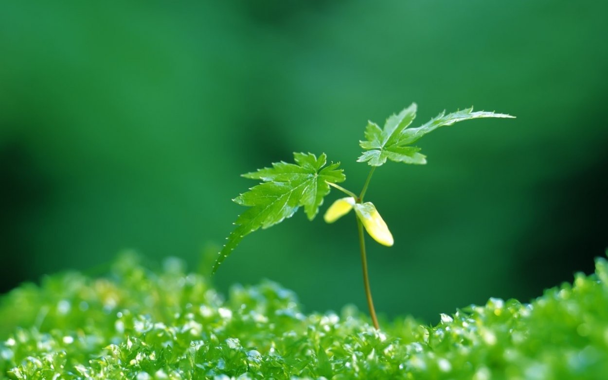 Листья травы