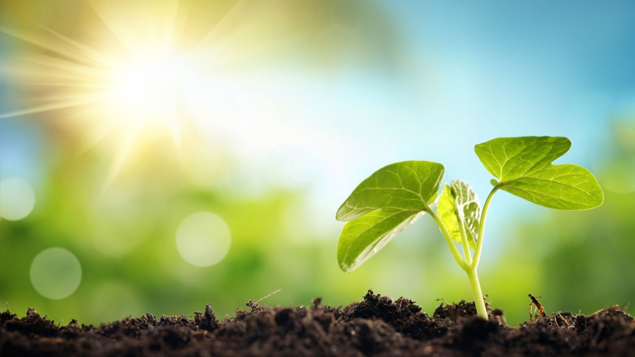 Фотосинтез фон