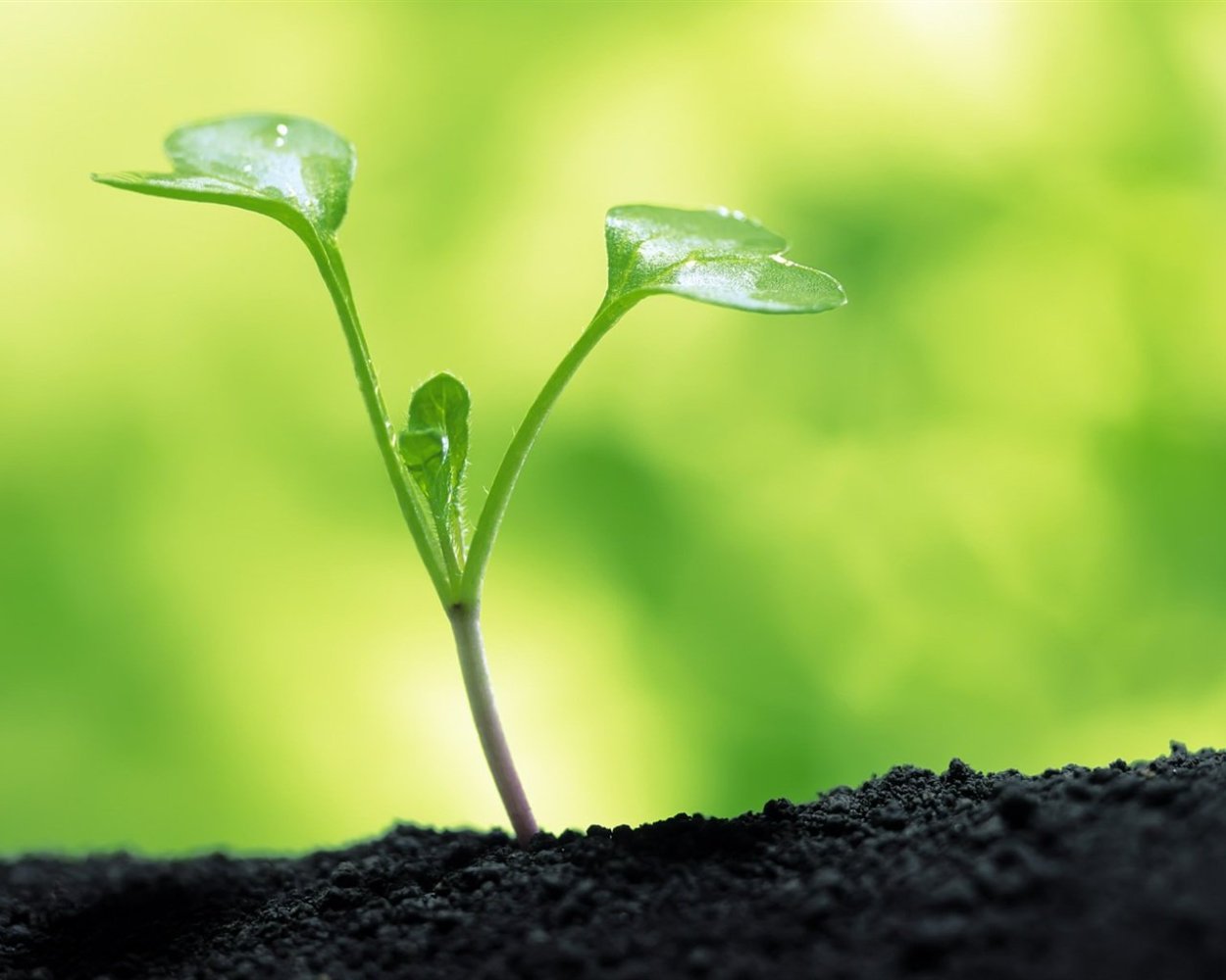 Мощный Росток