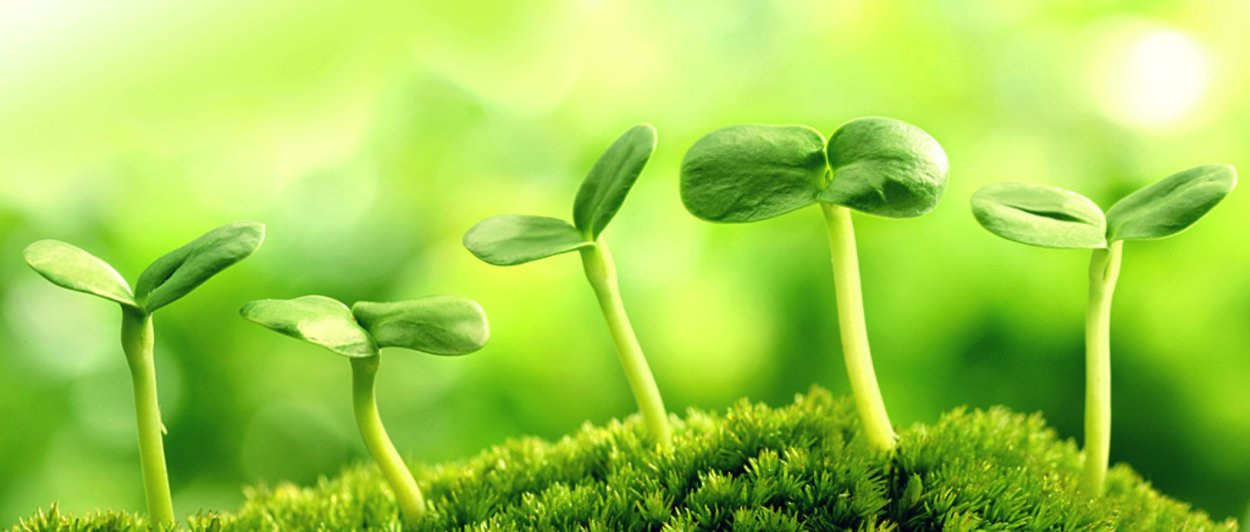 Зеленый фон Росток
