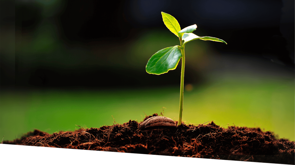 Росток из земли