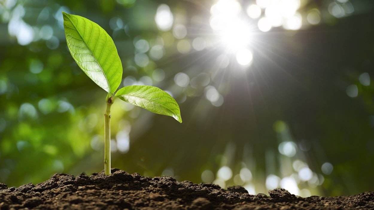 Росток березы