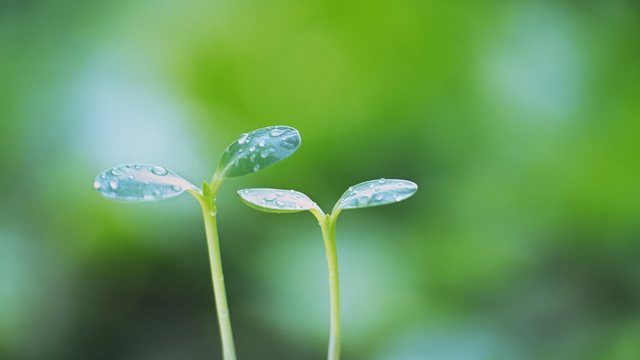 Росток макро