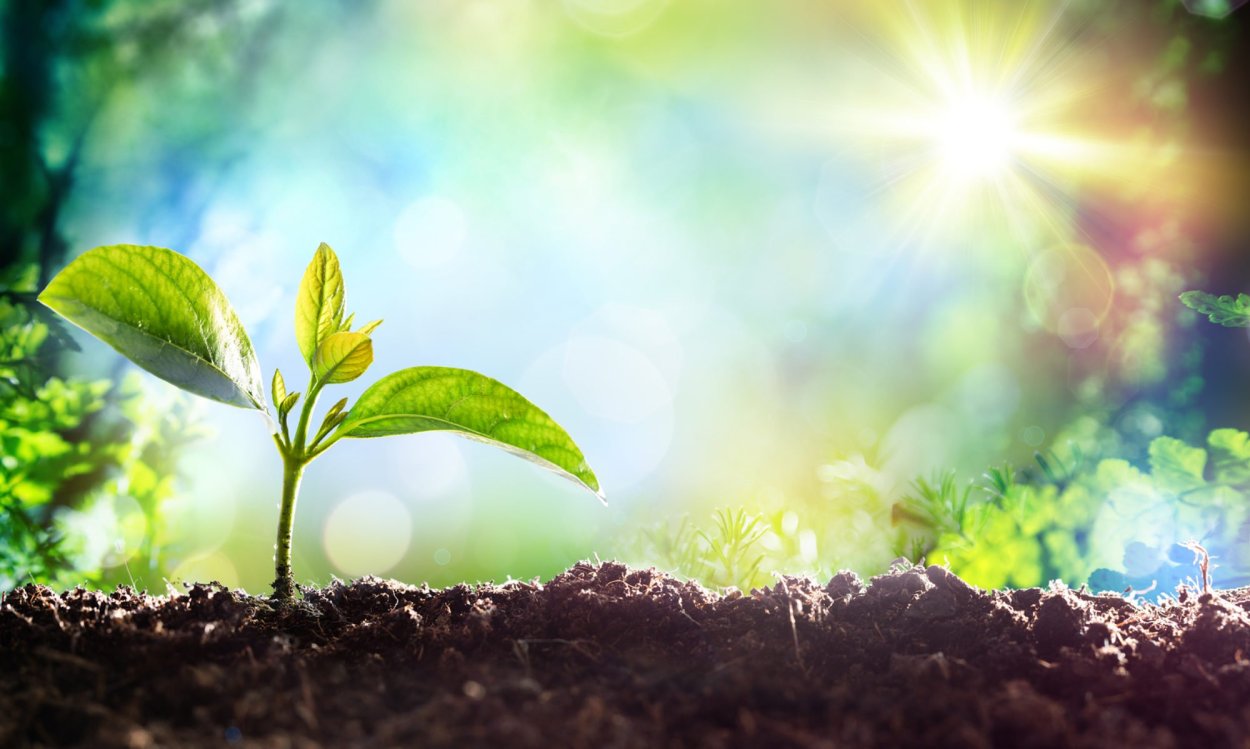 Растение под солнцем