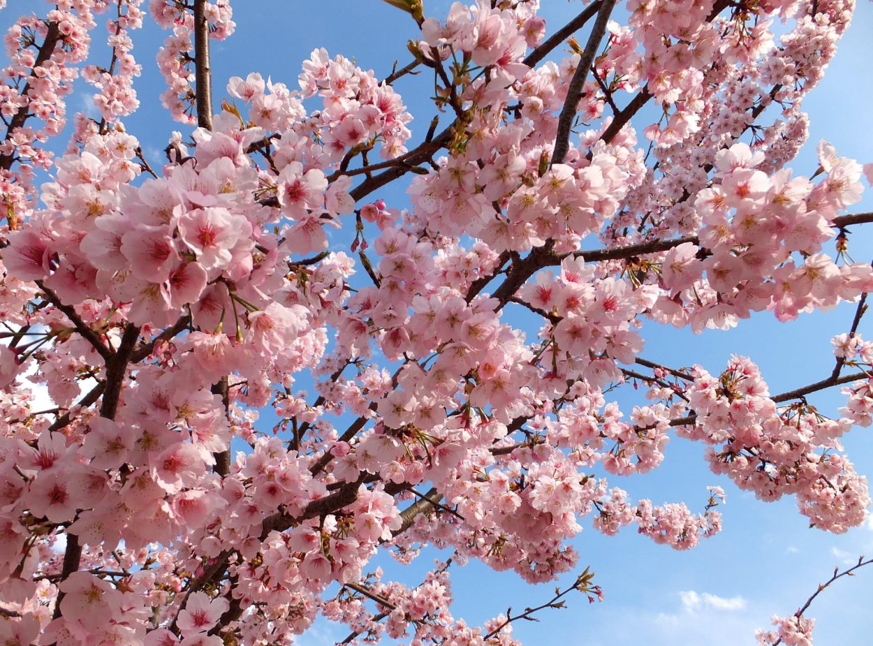 Цветущие деревья весной