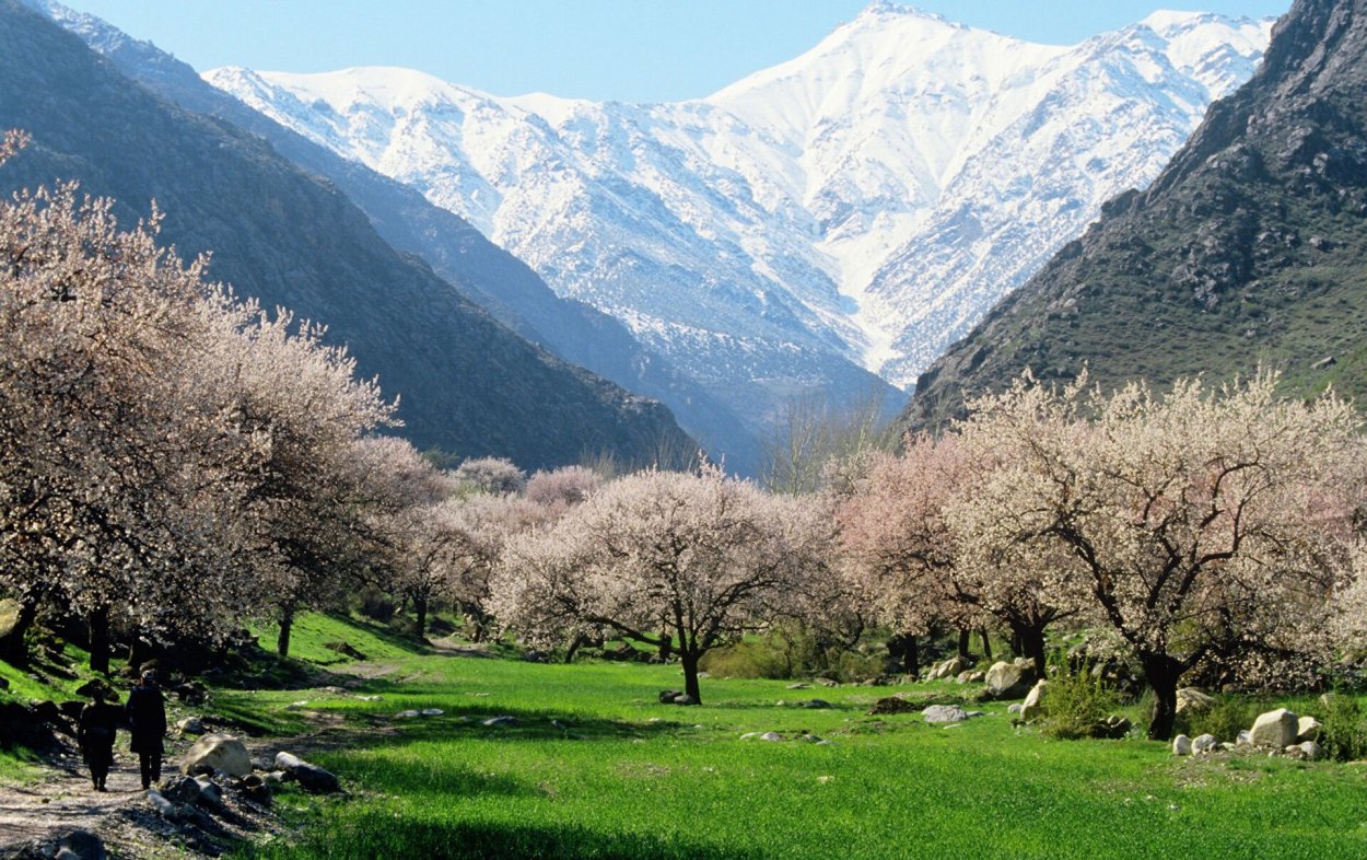 Абрикос цветет Таджикистан горы