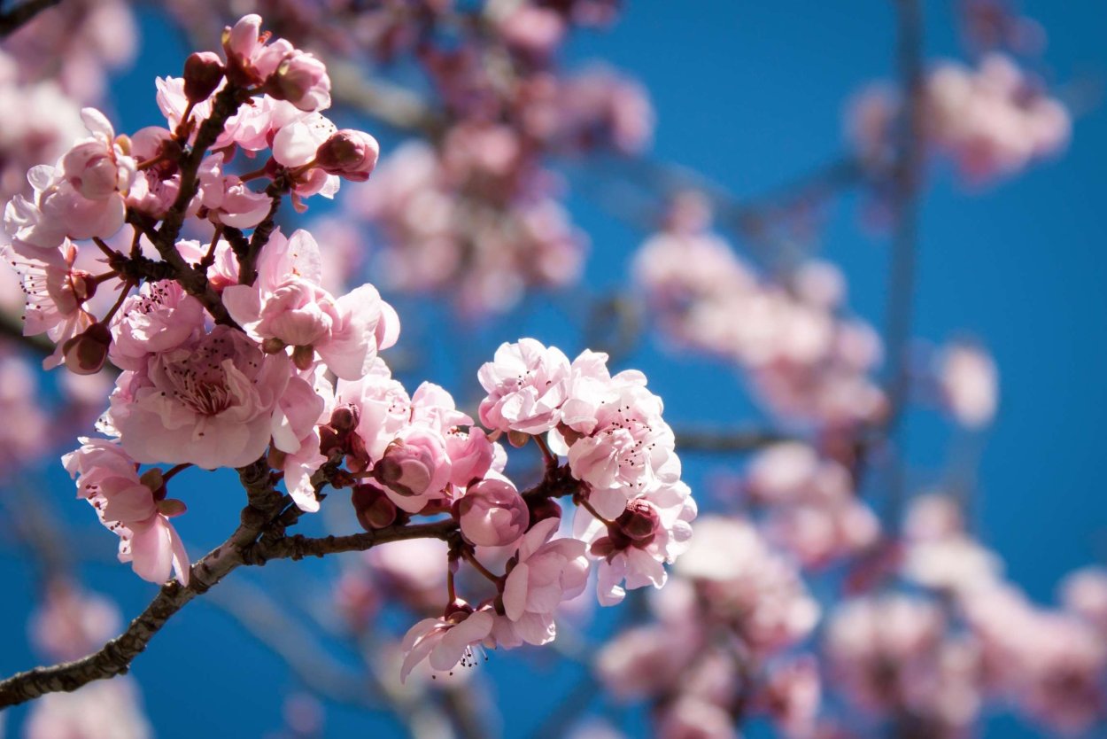 Навруз гуллари