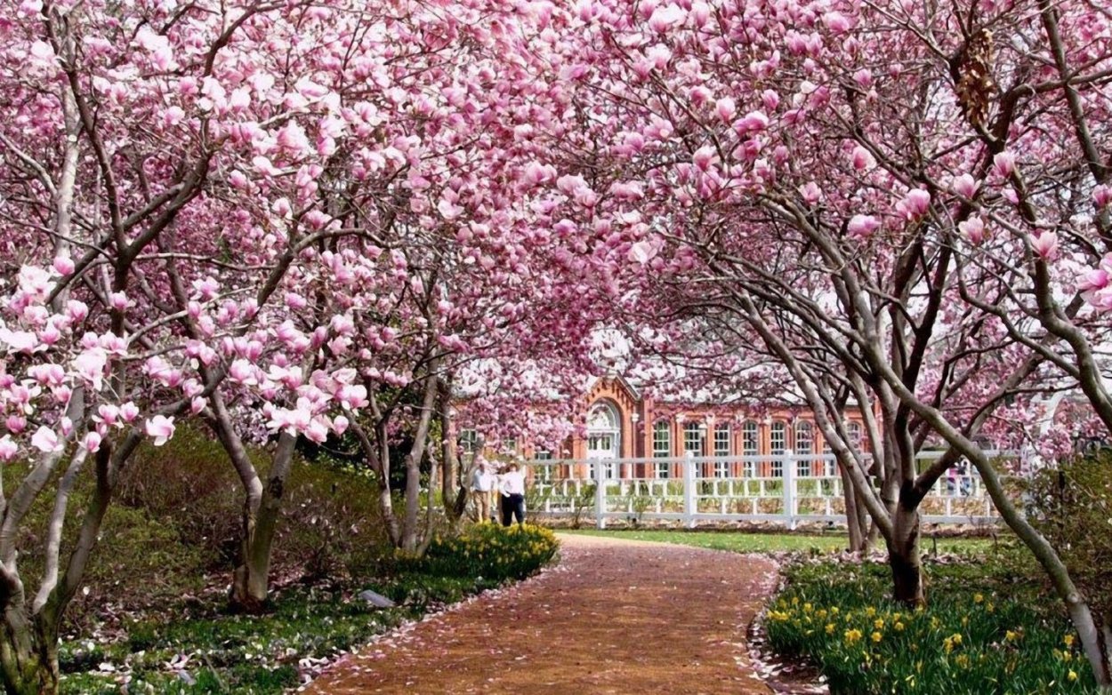 Сад Василеостровец Сакура