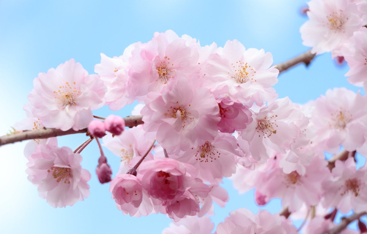 Весна цветет Сакура