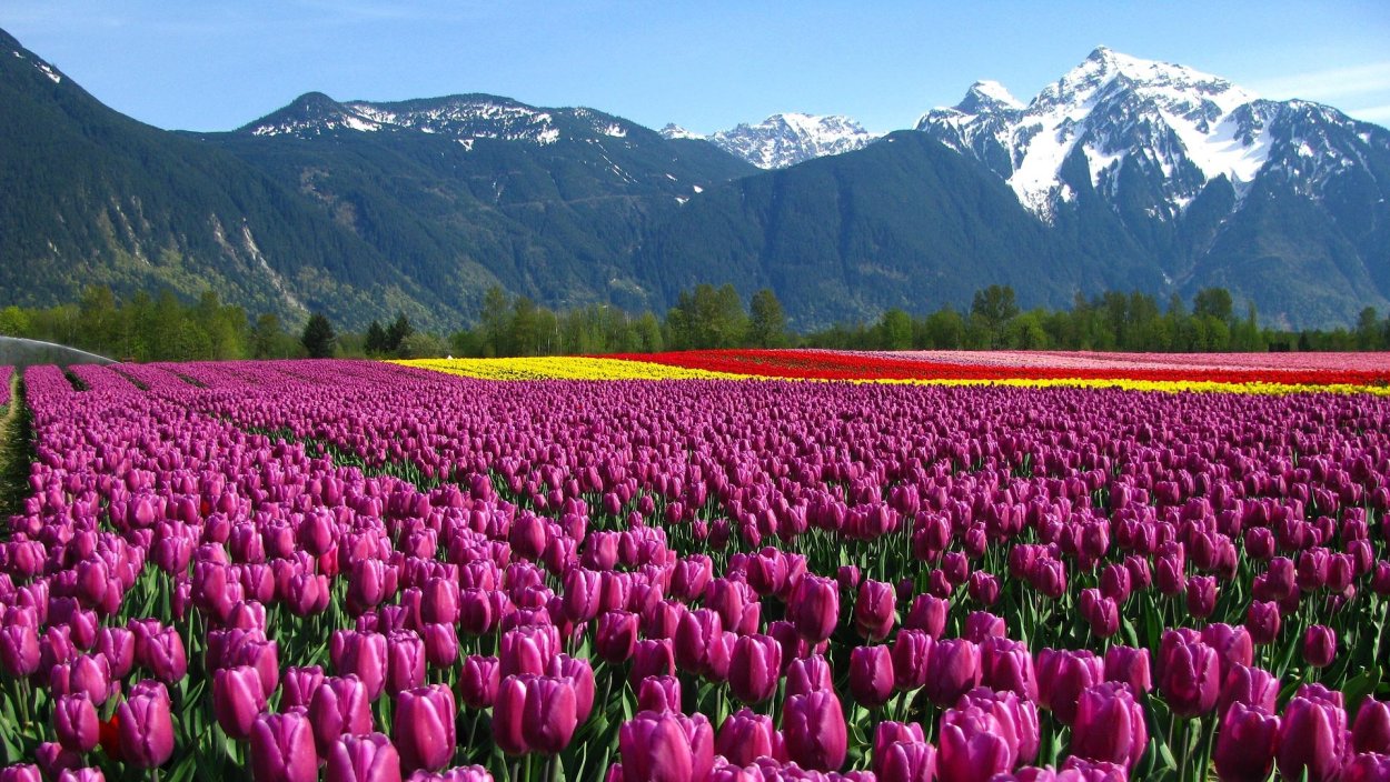 Тюльпан Pamplona