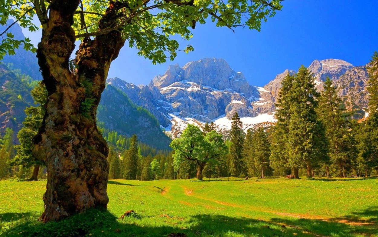 Табиат манзараси расми