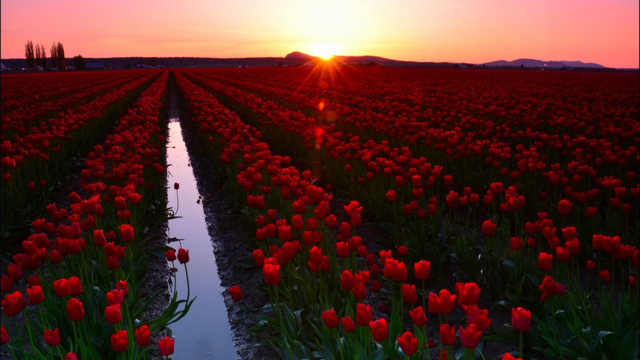 Skagit Valley, Washington Tulips