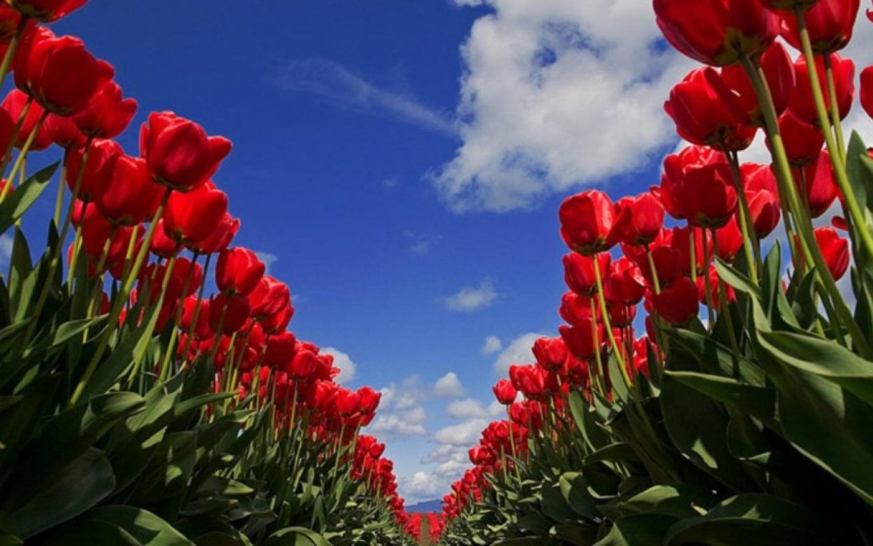 Лола кизгалдок манзаралари