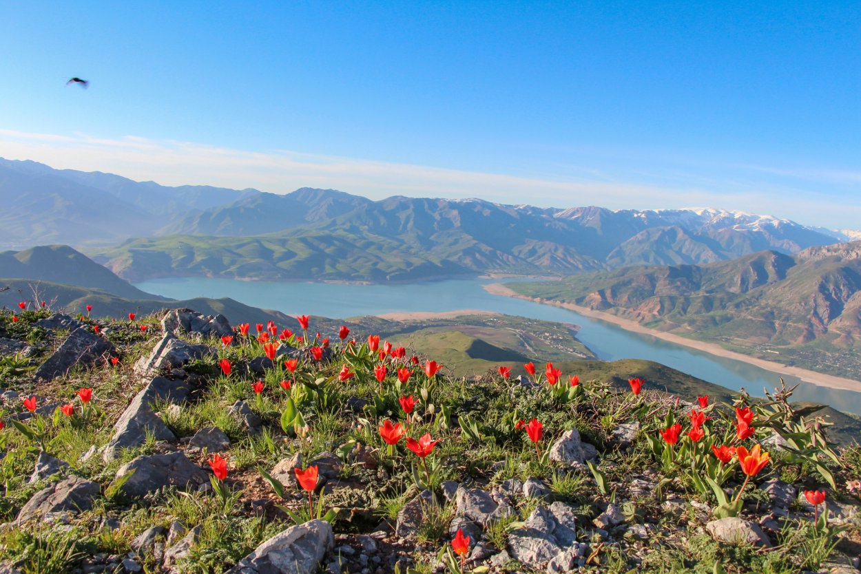 Чимган тюльпаны