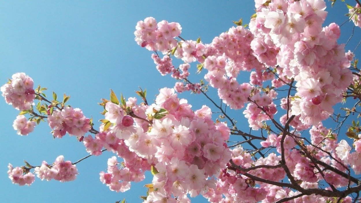 Розовая Сакура